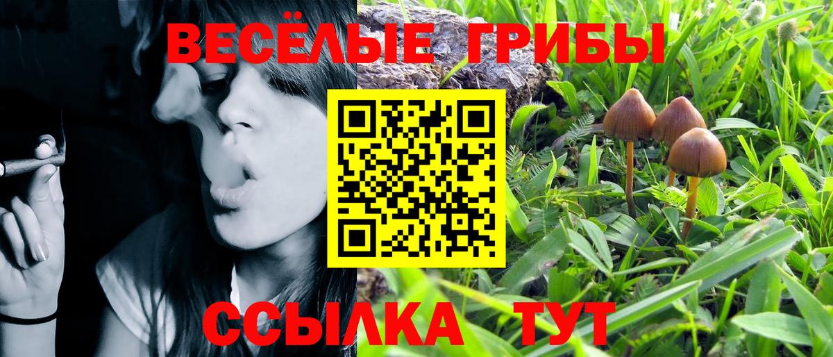 где можно купить   Вход с VPN  Пенза  Галлюциногенные грибы Psilocybine cubensis 